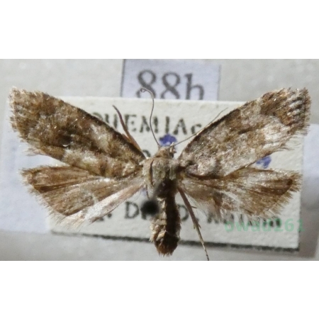 Celypha lacunana (Denis & Schiffermüller, 1775) Czech88h